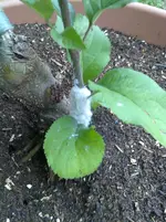 16062010183.webp