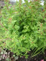 Bild 012.webp