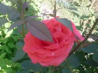 16.06.2010 002.webp