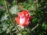 16.06.2010 003.webp
