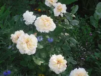16.06.2010 004.webp