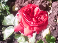 16.06.2010 015.webp