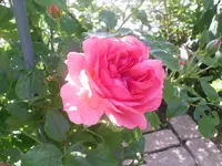 16.06.2010 017.webp