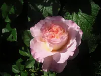 16.06.2010 018.webp