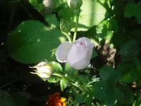 16.06.2010 020.webp