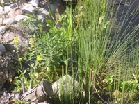 16.06.2010 026.webp