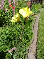 P1020059.webp