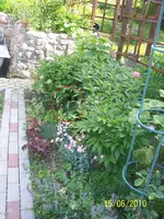 Taglilie.webp