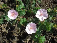 CIMG2724.webp