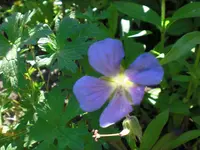 CIMG2720.webp