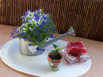 100_2395.webp