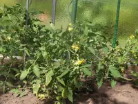 HPIM4749.webp