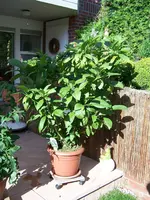 100_2399.webp