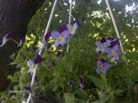 HPIM4758.webp