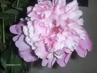 HPIM4759.webp