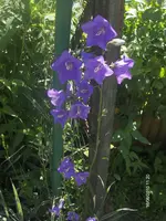 HPIM4743.webp