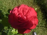 HPIM4742.webp