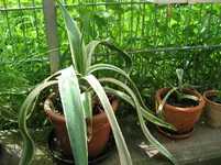 IMG_1929.webp IMG_1929.webp