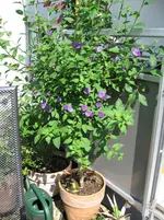 IMG_1917.webp IMG_1917.webp