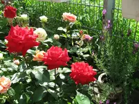 IMG_1916.webp IMG_1916.webp