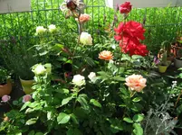 IMG_1915.webp IMG_1915.webp
