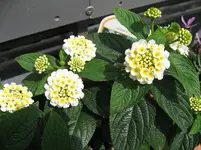 IMG_1832.webp IMG_1832.webp