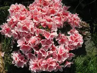 IMG_6132_1024x768.webp