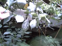 PICT0283.webp