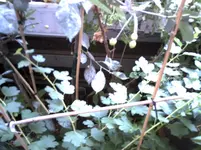 PICT0284.webp