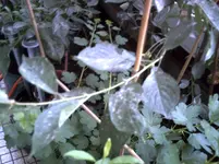 PICT0286.webp