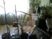 Picture0010.webp