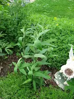 DSCF3513.webp