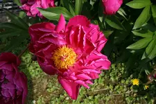 pflanze3.webp