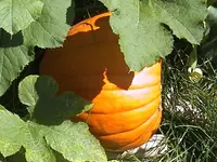 Gartenkürbis.webp
