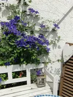 1 (16) (Medium).webp
