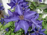 1 (17) (Small).webp