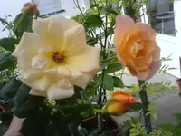 Garten 140610 005.webp