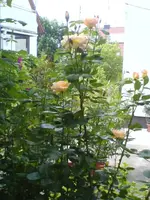 Garten 140610 007.webp