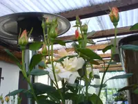 16.06.2010 001.webp