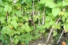 IMG_5309.webp
