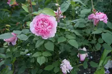 DSC03129.webp