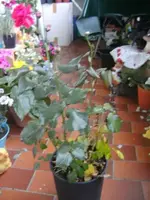 BILD02045645.webp