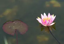 Blatt und Blüte.webp