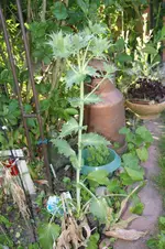 DSC03130.webp