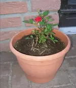 rose 1.webp