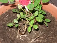 rose 2.webp