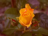 Garten 010.webp