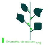 Tomisnicki.webp