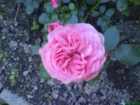 Garten 002 [640x480].webp