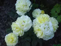 Garten 004 [640x480].webp